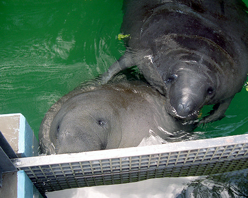 Two Manatees by Fiberglass Grating Gate at Homosassa Springs Wildlife State Park