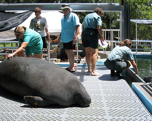 Manatee on Platform by FRP Gate at Homosassa Springs Wildlife State Park